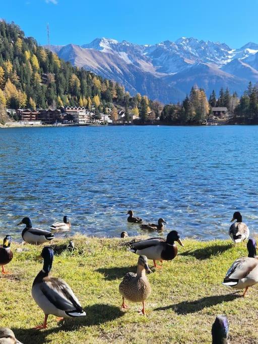 Superbe Appartement Champex-Lac Avec Piscine Et Sauna Buitenkant foto