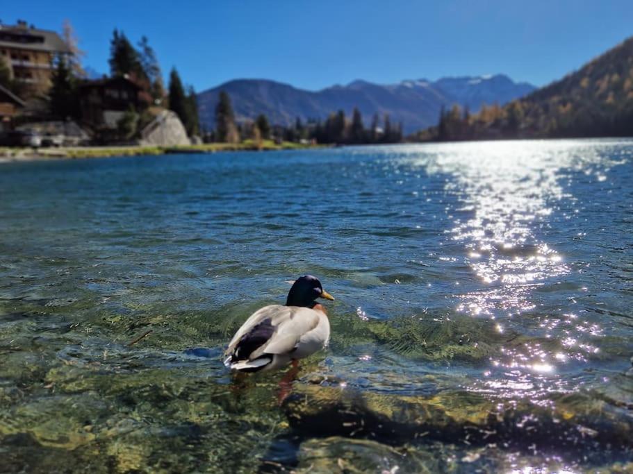 Superbe Appartement Champex-Lac Avec Piscine Et Sauna Buitenkant foto